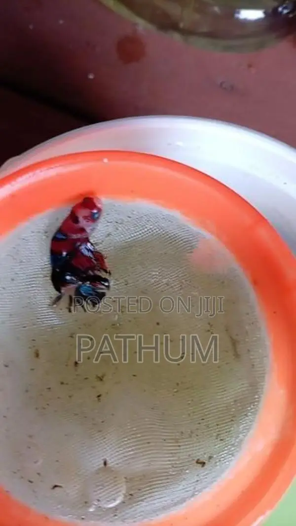 Betta Fish