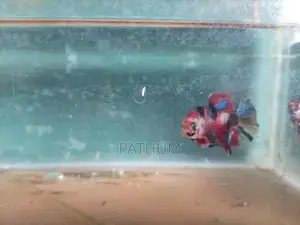 Betta Fish