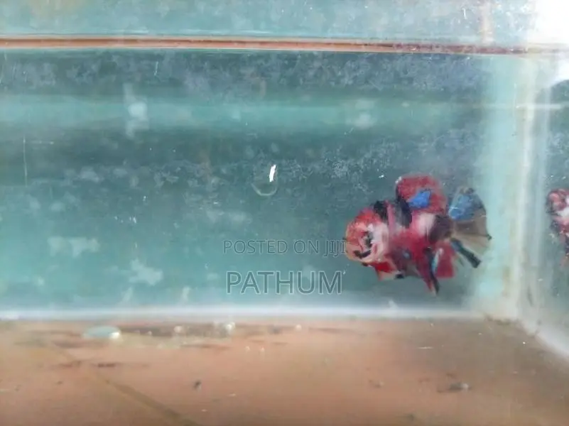 Betta Fish