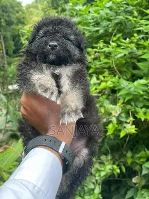 German Shepherd Puppies