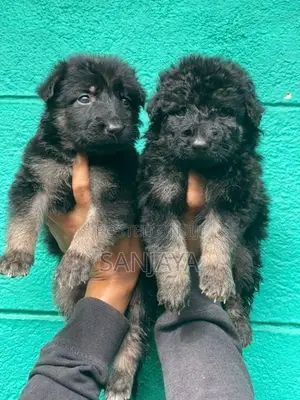 German Shepherd Puppies