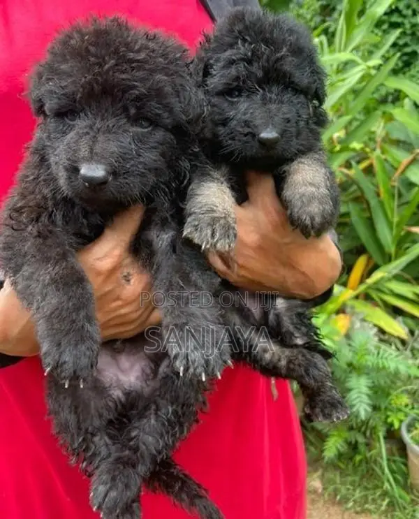 German Shepherd Puppies
