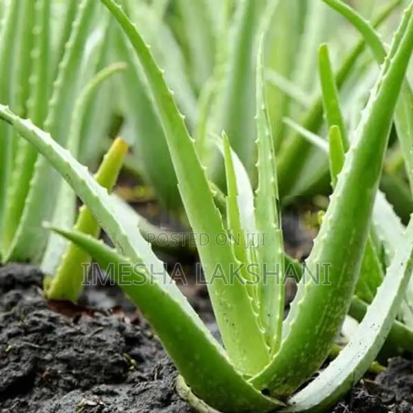 Aloe Vera Plants