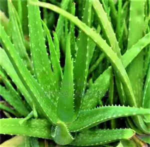 Aloe Vera Plants