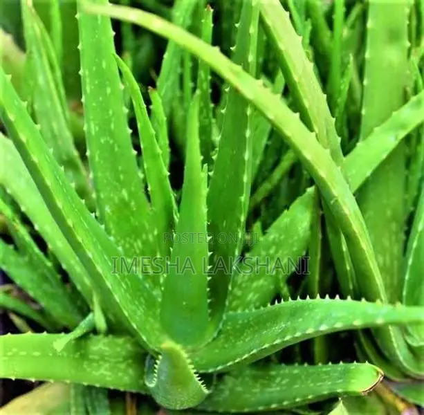 Aloe Vera Plants