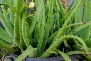 Aloe Vera Plants