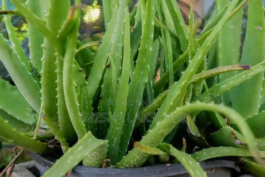 Aloe Vera Plants