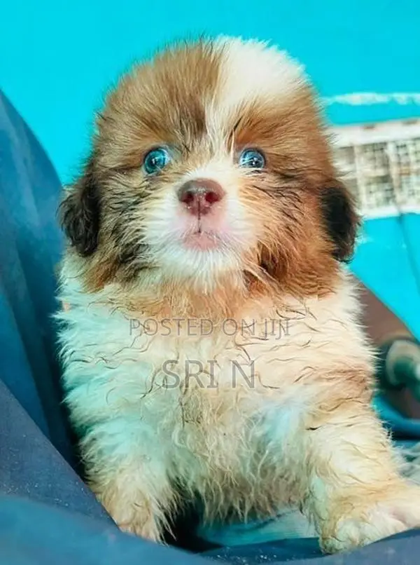 Shih Tzu Puppy