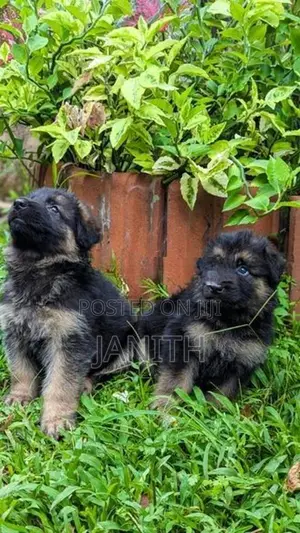 German Shepherd Female Puppies