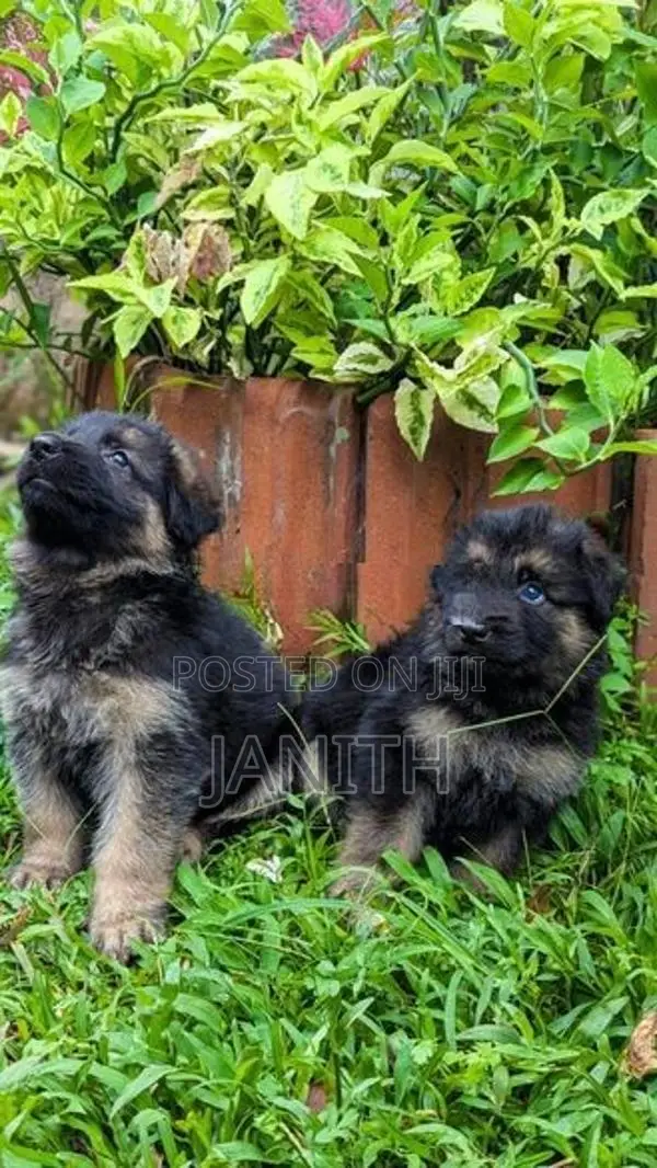 German Shepherd Female Puppies