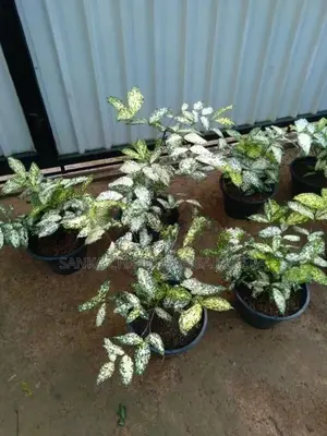 Polka Dot Plants