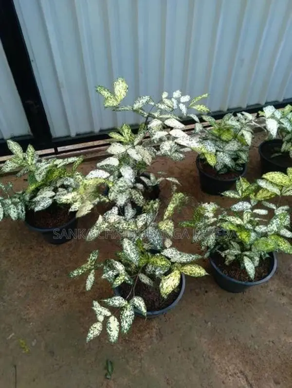 Polka Dot Plants