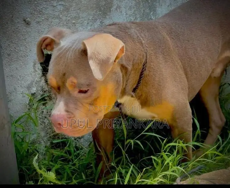 American Bully Dog