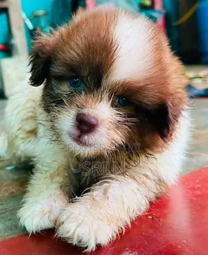 Shih Tzu Puppy