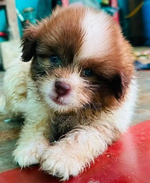 Shih Tzu Puppy