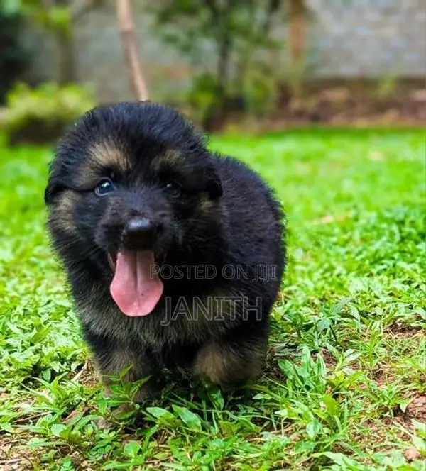 German Shepherd Female Puppies