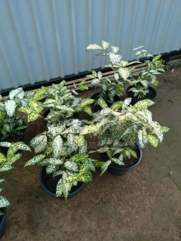 Polka Dot Plants