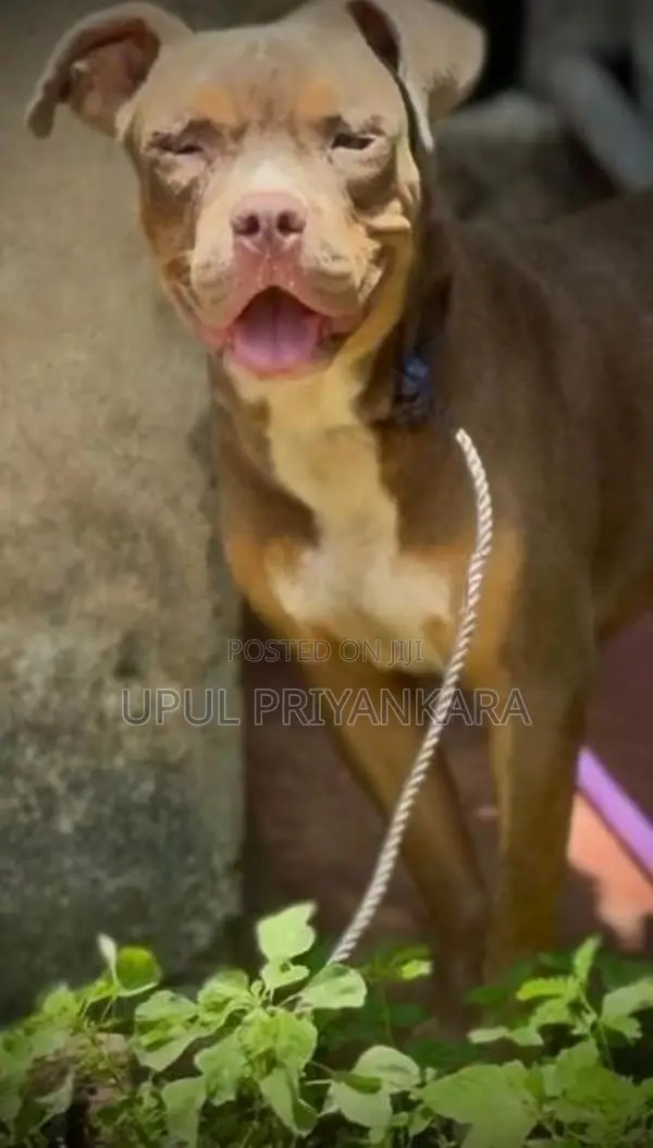 American Bully Dog