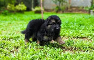German Shepherd Female Puppies