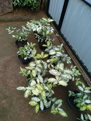Polka Dot Plants
