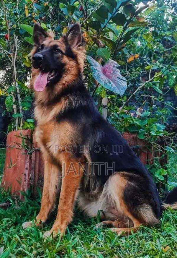 German Shepherd Female Puppies