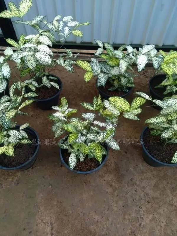 Polka Dot Plants