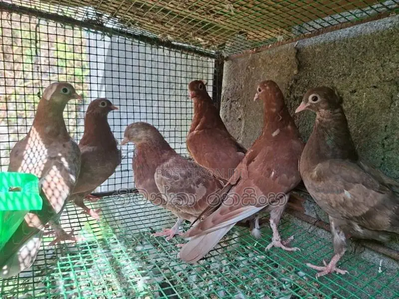 Timing Pigeons