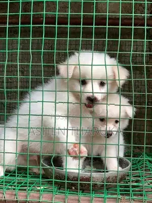 Pomeranian Puppies