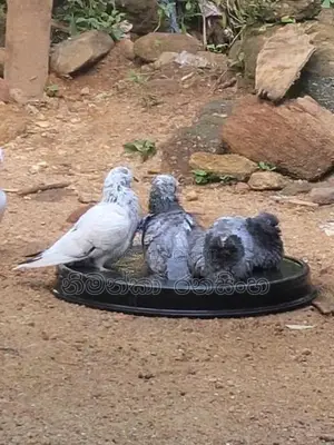 Timing Pigeons