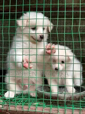 Pomeranian Puppies