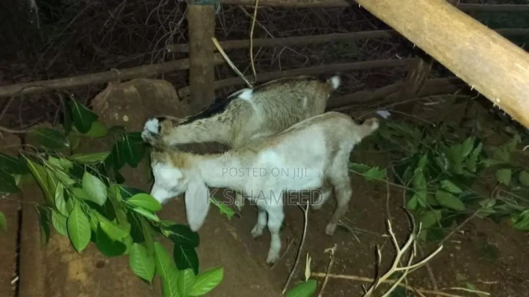 Jamunapari Female Goats