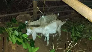 Jamunapari Female Goats
