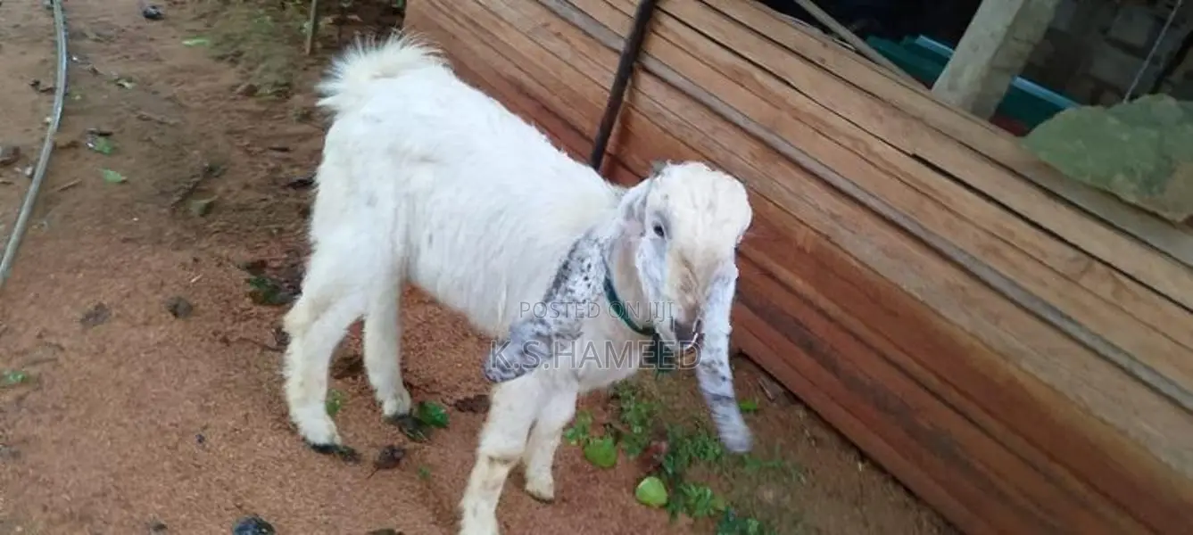 Jamunapari Female Goats