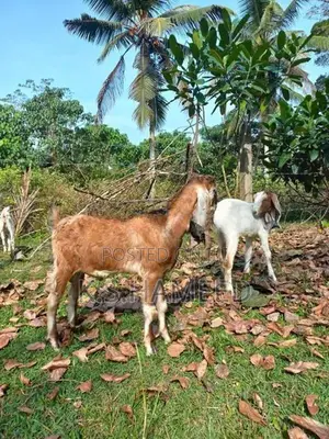 Jamunapari Female Goats