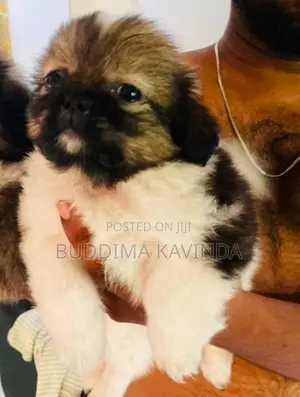 Shih Tzu Puppy