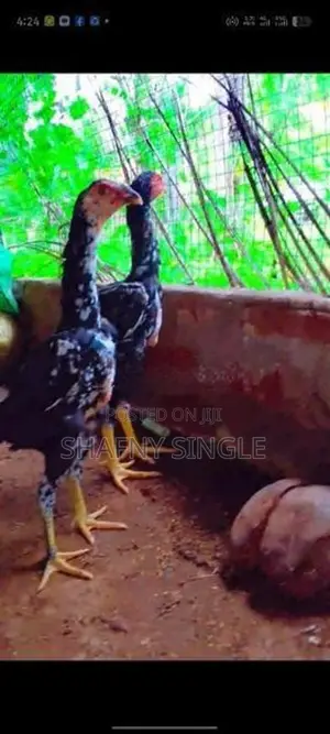 Shamo Rooster Chicks