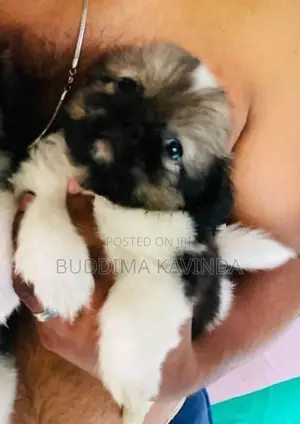 Shih Tzu Puppy