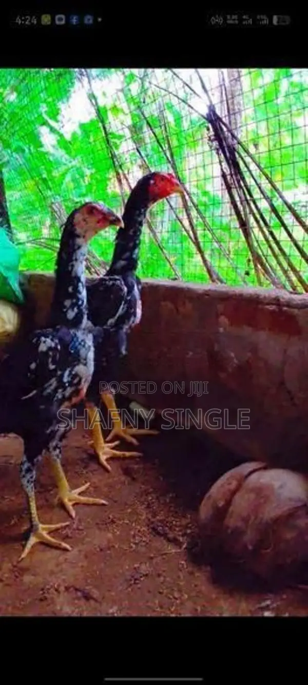 Shamo Rooster Chicks