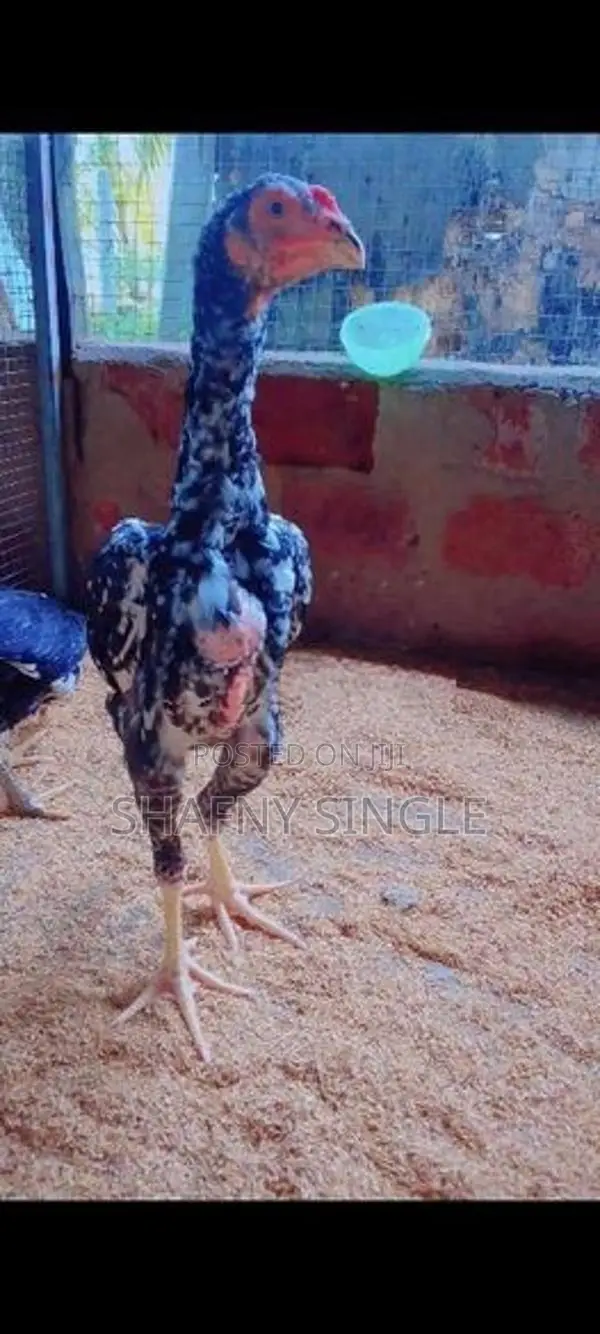 Shamo Rooster Chicks