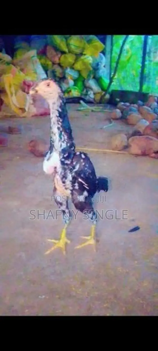 Shamo Rooster Chicks