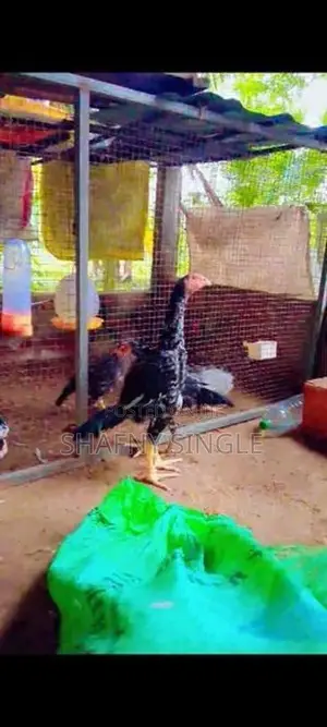 Shamo Rooster Chicks