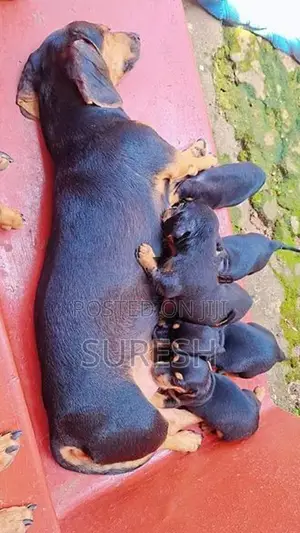Dachshund Puppies