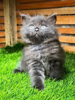 Persian Kittens