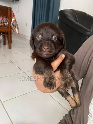 Dachshund Puppy