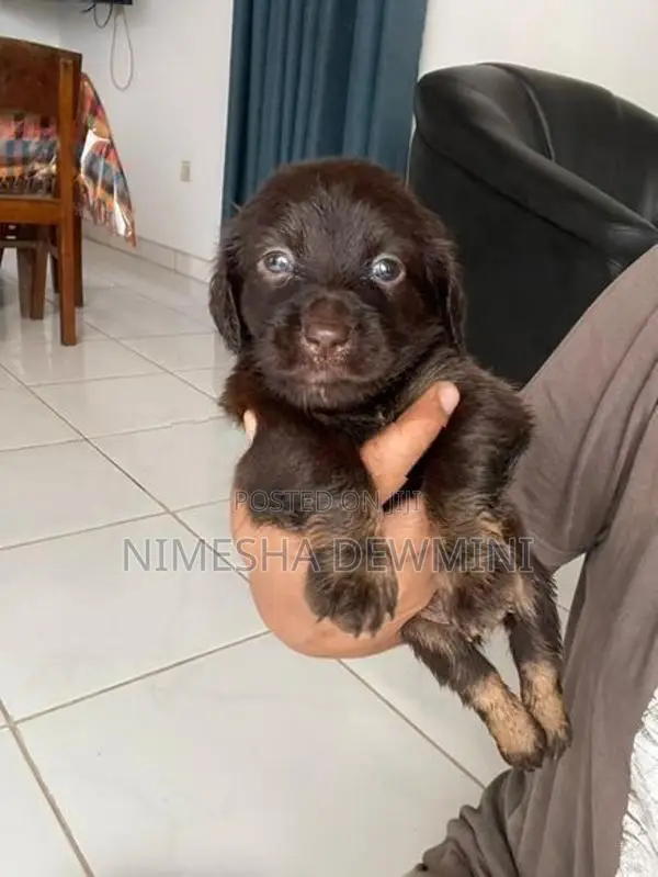 Dachshund Puppy