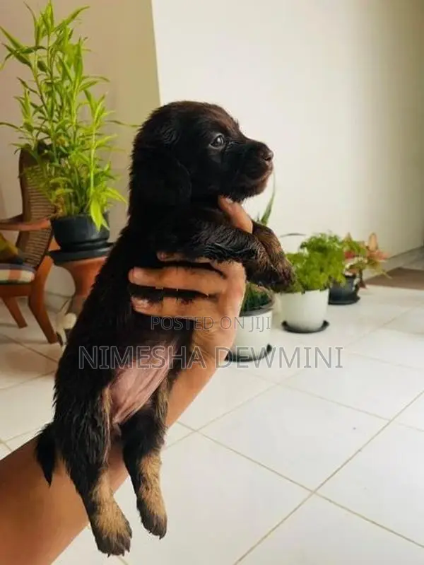 Dachshund Puppy