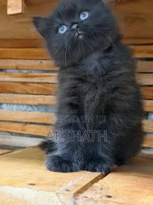 Persian Kittens
