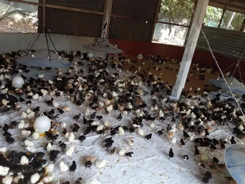 ගම් කිකිලි පැටවු