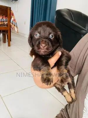 Dachshund Puppy