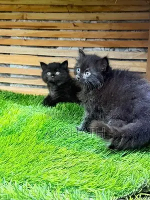 Persian Kittens